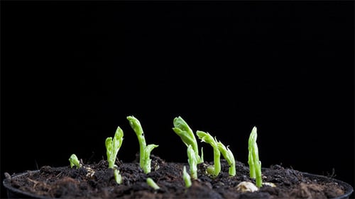 Pea Seeds Germination 3