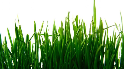Vibrant Green Grass Blades Close Up View