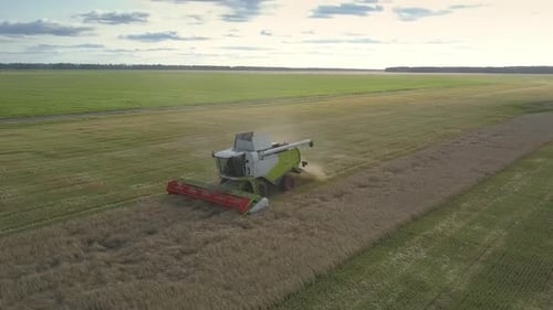 Close Round Flight Over Modern Harvester Gathering Wheat