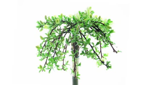 Weeping Willow Growing in a Time Lapse