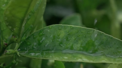 Water Drops