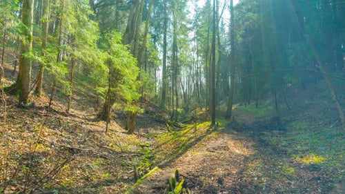 Spring Forest and Sun