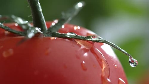 Extreme close-up of water drip on tomato in slow motion; shot on Phantom Flex 4K at 1000 fps