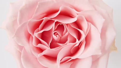 Schöne rosa Rose rotierend auf weißem Hintergrund Makroaufnahme