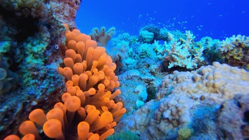 Coral Reef with Clownfish and Tropical Fish