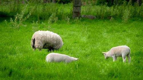 Sheep with Lambs Grazing