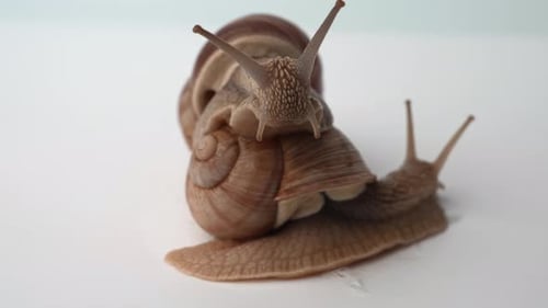 Two large grape snails are sitting side by side on a white background