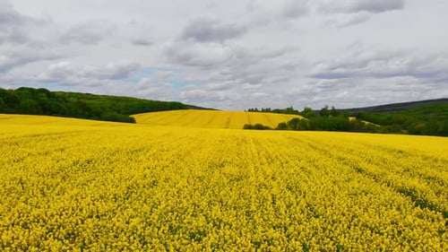 Aerial Drone Shot Drone Flying Above Blooming Rapeseed Field