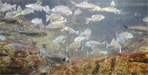Aquarium