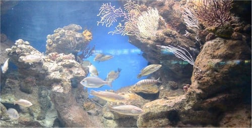 Acuario 4