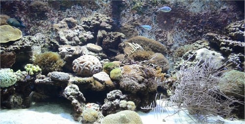 Aquarien 6