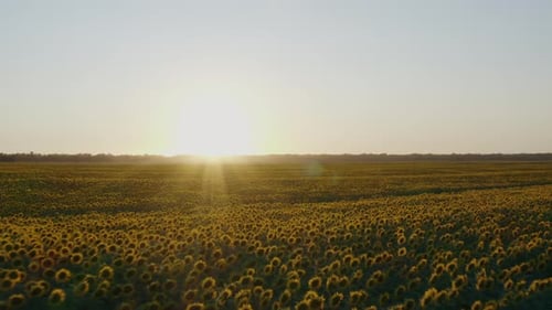 campo de girasol a baja altitud