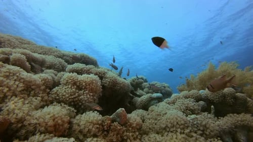 récif de corail tropical
