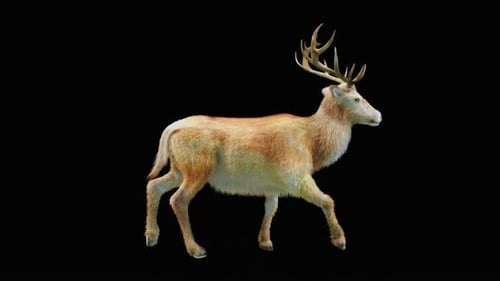 Hirsch Walk HD