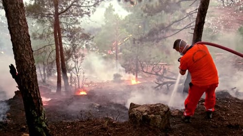 Fighting Forest Fires