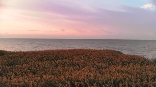 AERIAL: Slowly Flying Above the Marsh Grass During Sunrise