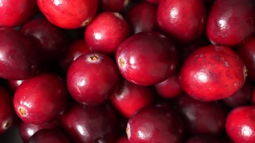 Cranberries 33