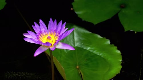 Water Lily Flower Vibrant Colour