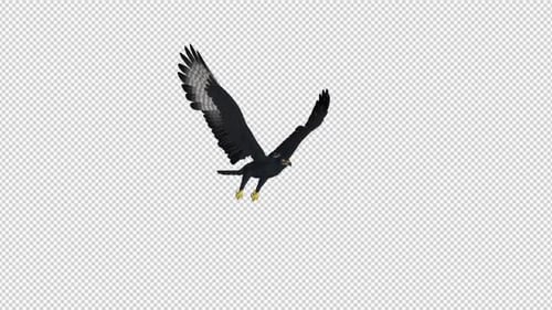 African Eagle - 4K Flying Loop - Vorderseitenwinkel
