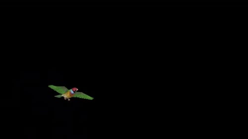 Rainbow Finch Bird - Flying Over Screen - I - Alpha Channel