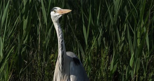 Grey heron in reeds, Camargue, France