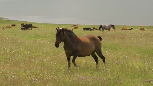 Young Stallion Waves with Tail While Eating Grass on Lake Meadow