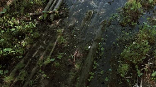 Die Kamera fliegt tief über die Feuchtgebiete in Richtung eines sauberen Sees.