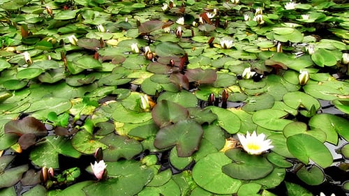 Water Lily Pond with Pads and Blooming Flowers