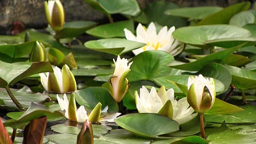 White Water Lilies Floating on a Pond