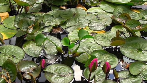 Lily Pads and Water Lilies Floating on Pond