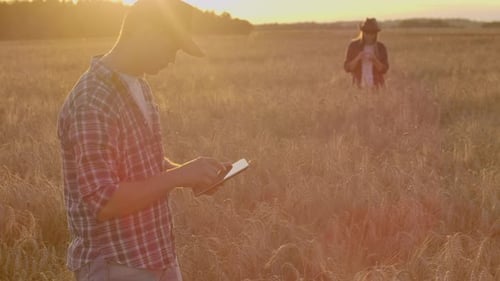 Two Farmers a Man and a Woman in a Wheat Field with a Tablet Computer Work and Analyze the Success
