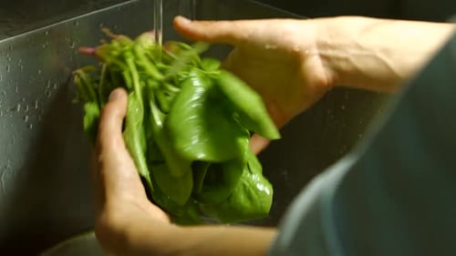 Close Up of Hands Washing Spinach in Sink