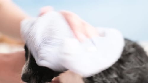Cute Puppy Being Dried With a Blue Towel