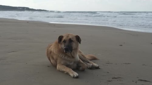 Hund sitzt am Strand