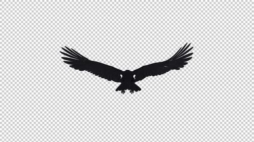 Black Raven - Gliding and Flying Loop - Back View