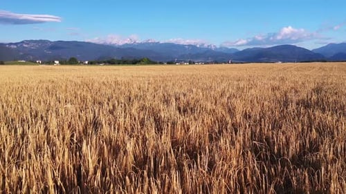 Wheat field in the summer