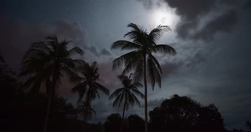 Tropical Palm Trees Silhouetted Against Moonlit Sky