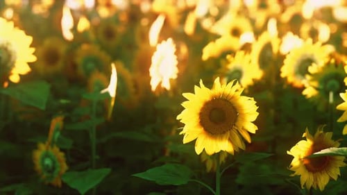 Sunflower Field Landscape at Sunset