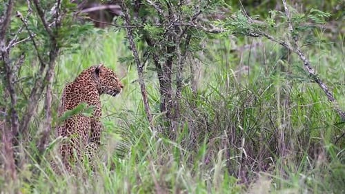 Un léopard attend sa proie dans la réserve animalière de Sabi Sands en Afrique du Sud