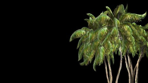 Green Palm Trees Swaying in Wind with Alpha Channel