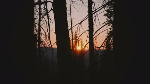 Camera Moves To the Right Revealing Beautiful Sun Going Down on Sunset Between Dark Trees in
