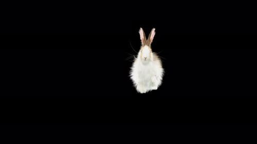 Cute Fluffy Rabbit Standing and Hopping Animated Loop