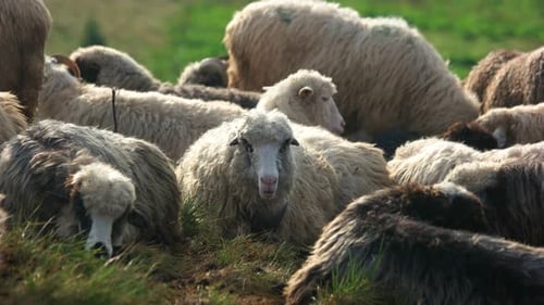 Manada de ovelhas pastando no pasto