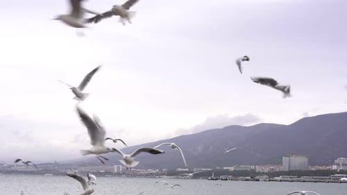 Möwen und Seevögel fliegen im Himmel über der Küste