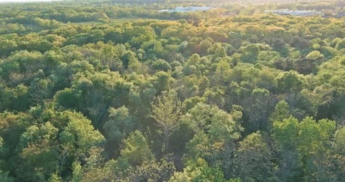 Autumn Against the Panoramic Deciduous Forest Trees