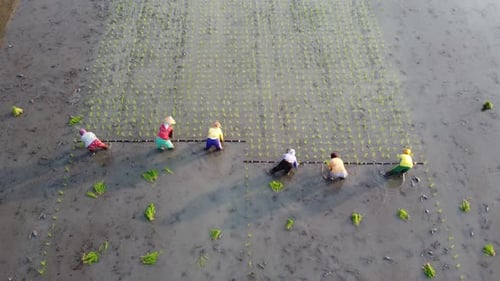 Adults Planting Crops in a Rural Farm Field