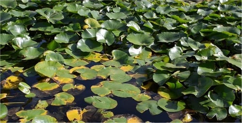 Teich 3