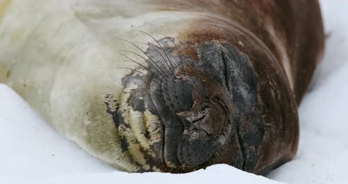 Elephant seal