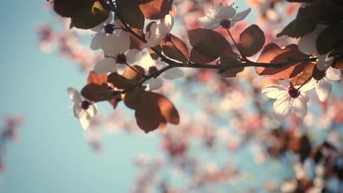 Pink Blooming Cherry Tree 3