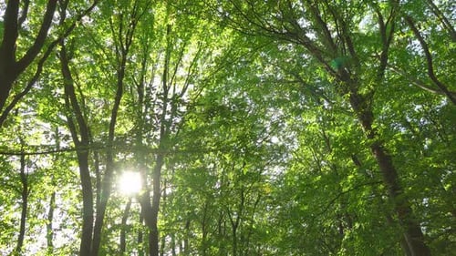 Forest 4K
